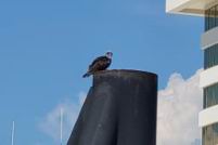 2022 07 16 Horn Island Run (1000).jpg